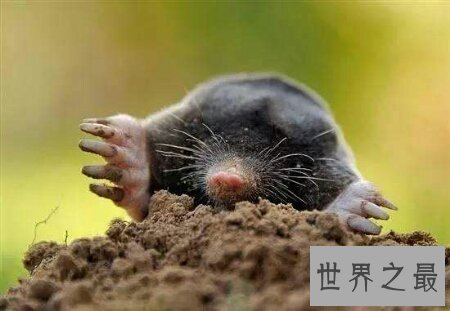 【图】星鼻鼹鼠散布在哪里让咱们一同了解一下吧