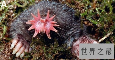 【图】星鼻鼹鼠散布在哪里让咱们一同了解一下吧