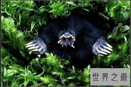 【图】星鼻鼹鼠散布在哪里让咱们一同了解一下吧