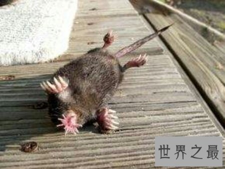 【图】星鼻鼹鼠散布在哪里让咱们一同了解一下吧