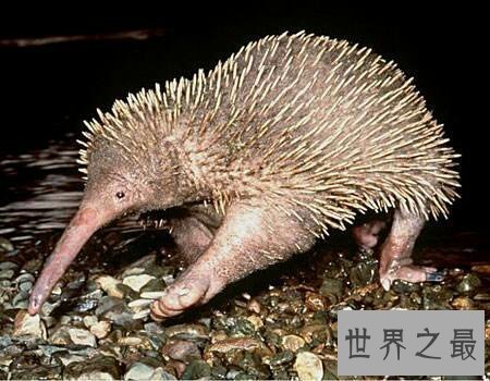 【图】星鼻鼹鼠散布在哪里让咱们一同了解一下吧