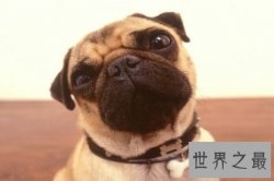 【图】狗是人类最忠诚的朋友 狗能活多少年 狗的寿命是