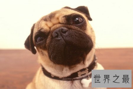 【图】狗是人类最忠实的冤家 狗能活多少年 狗的寿命是