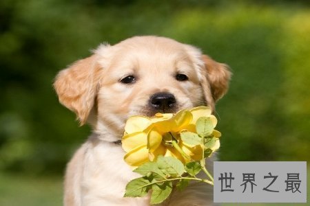 【图】狗是人类最忠实的冤家 狗能活多少年 狗的寿命是