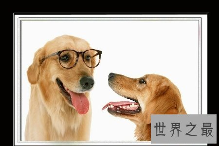 【图】狗是人类最忠实的冤家 狗能活多少年 狗的寿命是