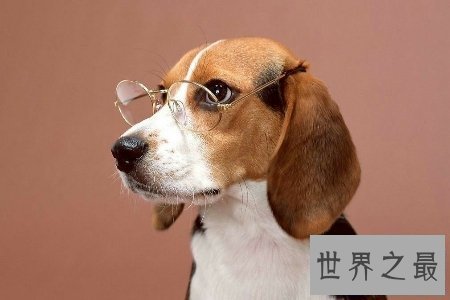 【图】狗是人类最忠实的冤家 狗能活多少年 狗的寿命是