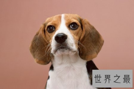 【图】狗是人类最忠实的冤家 狗能活多少年 狗的寿命是