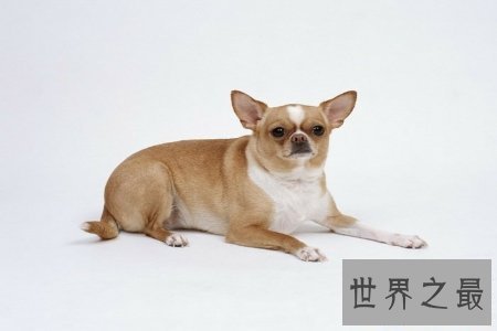 【图】狗是人类最忠实的冤家 狗能活多少年 狗的寿命是