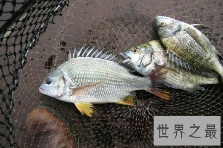 【图】中国小当家中的烈冰鲜鲷山味道鲜美 是生鱼片中