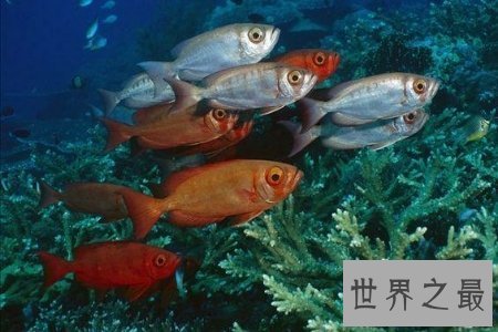 【图】中国小当家中的烈冰鲜鲷山味道鲜美 是生鱼片中