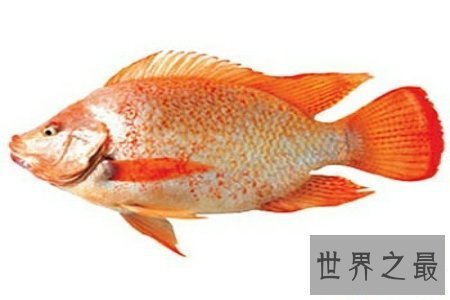 【图】中国小当家中的烈冰鲜鲷山味道鲜美 是生鱼片中