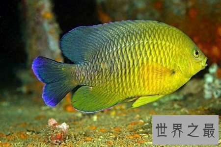 【图】中国小当家中的烈冰鲜鲷山味道鲜美 是生鱼片中