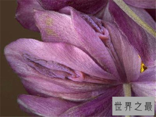 【图】女人私处长啥样图片引见 多种不同女性生殖器介