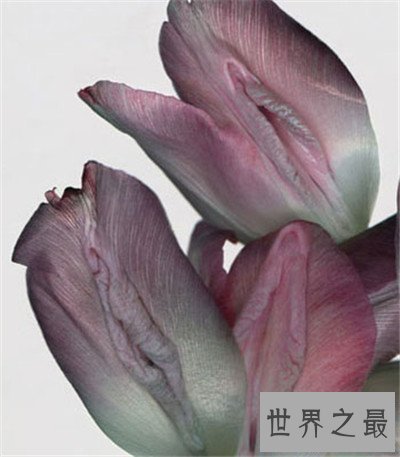 【图】女人私处长啥样图片引见 多种不同女性生殖器介