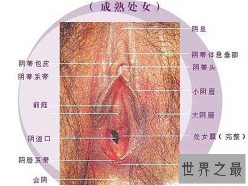【图】女人私处长啥样图片引见 多种不同女性生殖器介