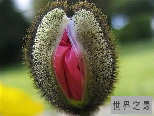 【图】女人私处长啥样图片引见 多种不同女性生殖器介