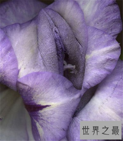 【图】女人私处长啥样图片引见 多种不同女性生殖器介