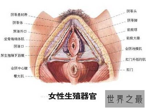 【图】女人私处长啥样图片引见 多种不同女性生殖器介