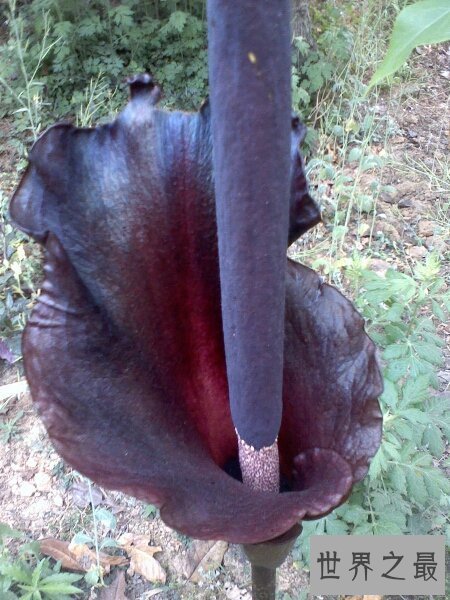 【图】世界上珍稀濒危植物同时也是最大的花尸香魔芋