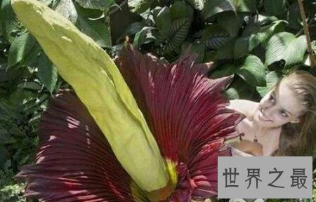 【图】世界上珍稀濒危植物同时也是最大的花尸香魔芋