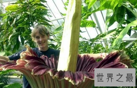 【图】世界上珍稀濒危植物同时也是最大的花尸香魔芋