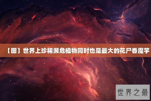 【图】世界上珍稀濒危植物同时也是最大的花尸香魔芋