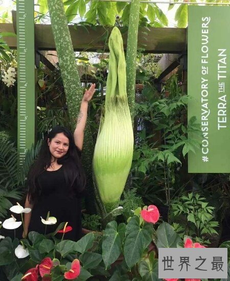 【图】世界上珍稀濒危植物同时也是最大的花尸香魔芋