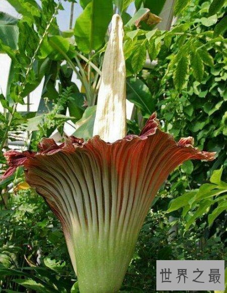 【图】世界上珍稀濒危植物同时也是最大的花尸香魔芋