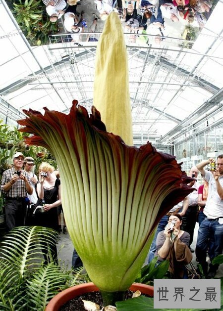 【图】世界上珍稀濒危植物同时也是最大的花尸香魔芋