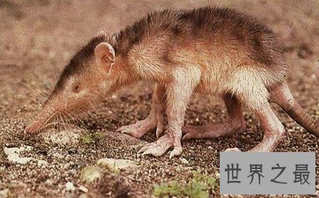 【图】那个日本科学家虚拟的一类动物鼻举动物