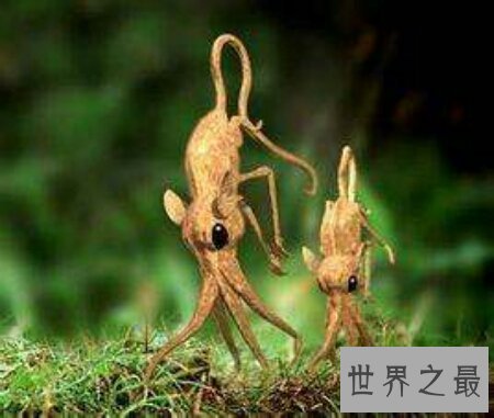 【图】那个日本科学家虚拟的一类动物鼻举动物