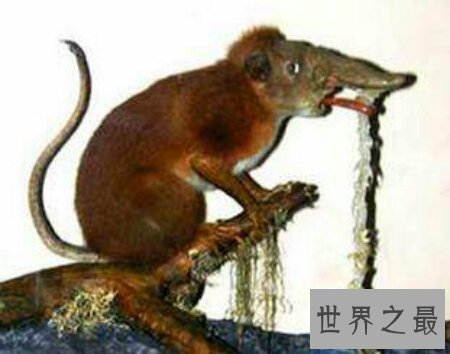 【图】那个日本科学家虚拟的一类动物鼻举动物