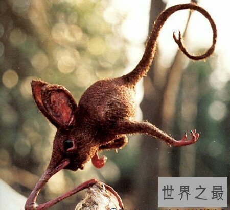 【图】那个日本科学家虚拟的一类动物鼻举动物