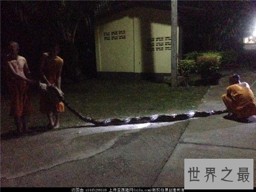 【图】蟒蛇吞人事情是真的吗 妇女上山被蟒蛇攻击