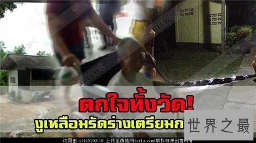 【图】蟒蛇吞人事情是真的吗 妇女上山被蟒蛇攻击