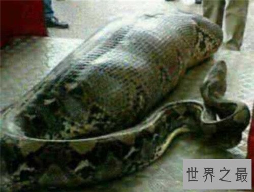 【图】蟒蛇吞人事情是真的吗 妇女上山被蟒蛇攻击