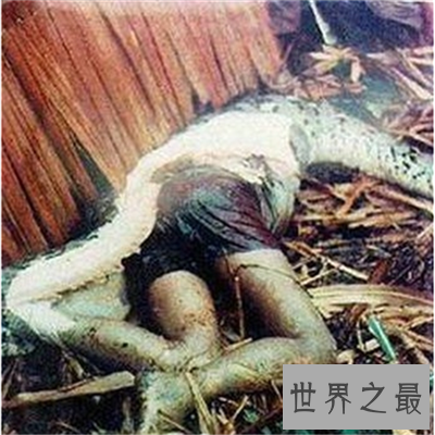 【图】蟒蛇吞人事情是真的吗 妇女上山被蟒蛇攻击