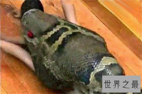 【图】蟒蛇吞人事情是真的吗 妇女上山被蟒蛇攻击