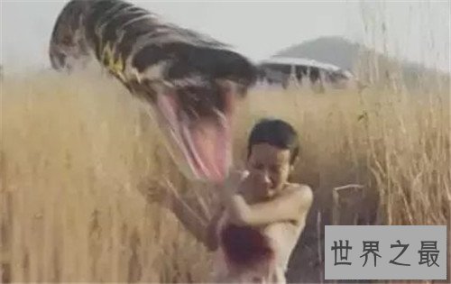 【图】蟒蛇吞人事情是真的吗 妇女上山被蟒蛇攻击