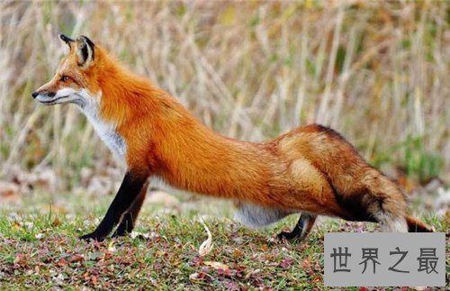 【图】关于蛇的故事有哪些 农夫与蛇已成为事实经典故