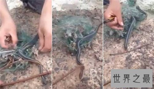 【图】关于蛇的故事有哪些 农夫与蛇已成为事实经典故