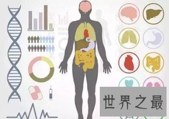【图】人的身材中有很多的器官 那么人体最大的器官是