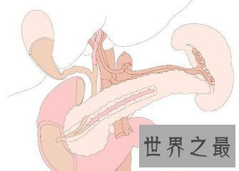 【图】人的身材中有很多的器官 那么人体最大的器官是