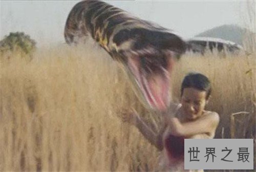 【图】巨蛇图片记录切实事情 曾有工人挖出地下巨蛇