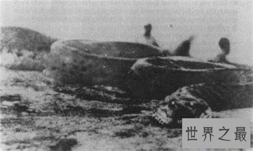 【图】巨蛇图片记录切实事情 曾有工人挖出地下巨蛇