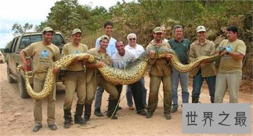 【图】巨蛇图片记录切实事情 曾有工人挖出地下巨蛇