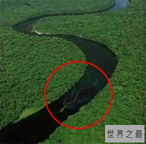 【图】巨蛇图片记录切实事情 曾有工人挖出地下巨蛇