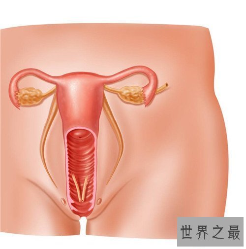 【图】女孩生殖器是长什么样子 事实中居然有长得这么