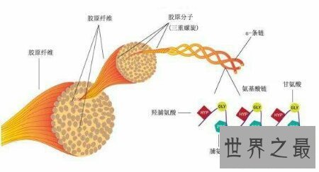【图】许多青睐美容预防抗衰老的人都服用芳珂胶原蛋