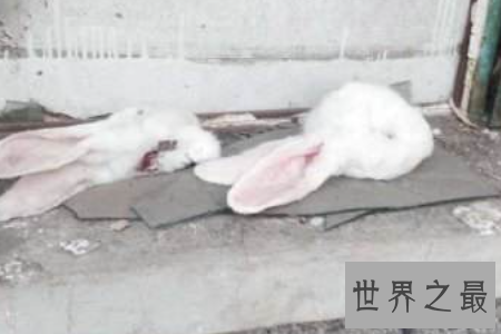 【图】分尸听着令人毛骨悚然 杀人分尸案背后都有着什